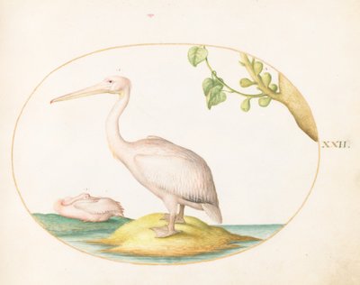 Placa 22: Dois Pelicanos Brancos com uma Figo Sicômoro de Joris Hoefnagel