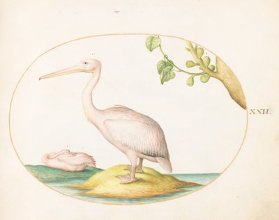  de Joris Hoefnagel