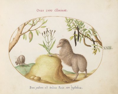 Ilustração 23: Uma ovelha de cauda gorda, uma ovelha de cauda longa, uma "Cassia purgatrix" e outras plantas de Joris Hoefnagel