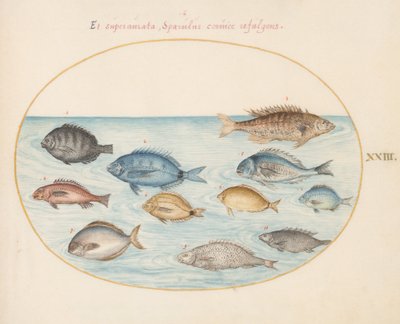 Placa 23: Dourada(?) e Outros Peixes de Joris Hoefnagel