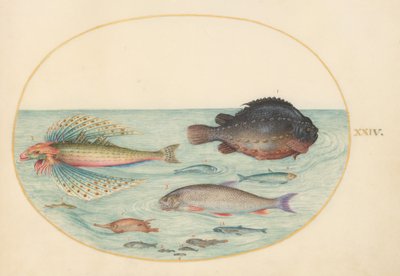  de Joris Hoefnagel