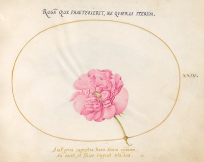 Prato 24: Rosa Rosa de Joris Hoefnagel