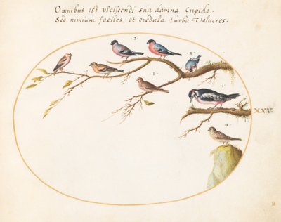Placa 25: Pica-pau malhado, Bullfinches, pardais e outras aves de Joris Hoefnagel