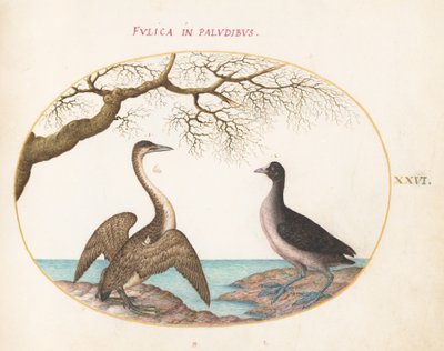 Placa 26: Cormorant e Galeirão de Joris Hoefnagel