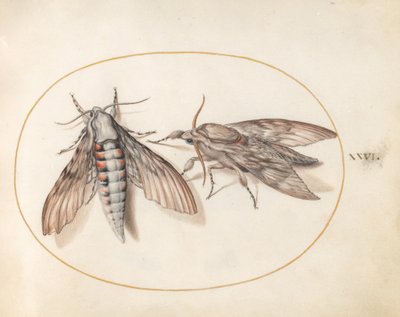 Prancha 26: duas esfinges de Joris Hoefnagel