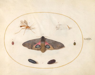 Ilustração 27: Duas Mariposas, Duas Crisálidas e Outros Insetos de Joris Hoefnagel