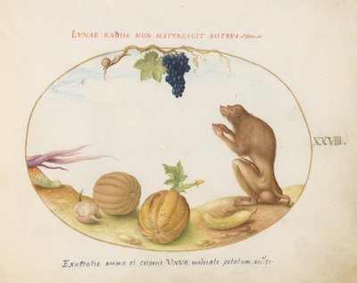 Placa 28: Uma "Tartarina" (Barbary Macaque?) com Frutas e um Caracol de Joris Hoefnagel