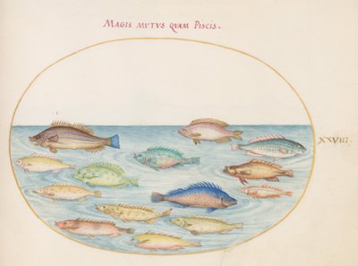 Prancha 28: Dourada(?) e outros peixes de Joris Hoefnagel