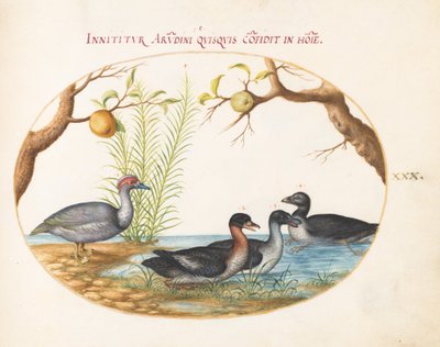 Prancha 30: Um pato-mudo (?), um pato de quatro patas e duas outras aves de Joris Hoefnagel