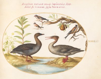 Placa 31: Pato, Merganser e Três Pintassilgos de Joris Hoefnagel