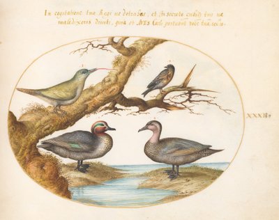 Placa 32: Uma cerceta de asas verdes, um pica-pau verde juvenil e dois outros pássaros de Joris Hoefnagel