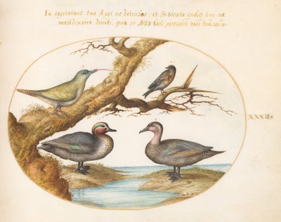 Prancha 32: uma marrequinha-de-asa-verde, um jovem pica-pau-verde e duas outras aves de Joris Hoefnagel