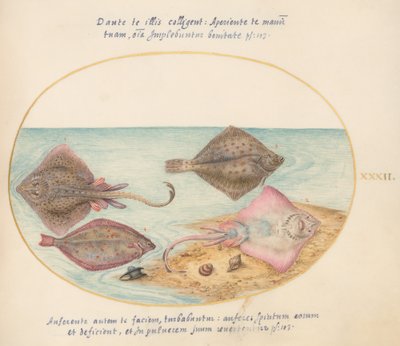 Placa 32: Patins com uma caixa de ovo e dois peixes chatos de Joris Hoefnagel