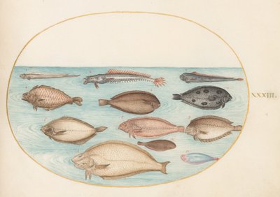 Placa 33: Linguado e outros peixes chatos com bandfish(?) de Joris Hoefnagel