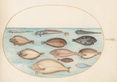  de Joris Hoefnagel