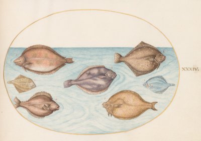 Placa 34: Sete Peixes-chatos de Joris Hoefnagel