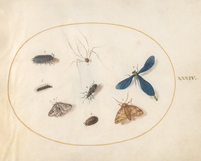 Ilustração 34: Duas mariposas com uma aranha, uma lagarta e quatro outros insetos de Joris Hoefnagel