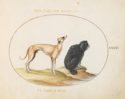 Placa 35: Um Cão de Caça e um Spaniel de Água de Joris Hoefnagel
