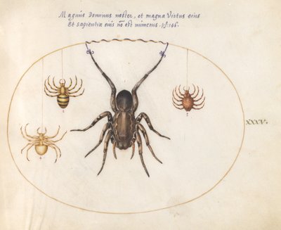 Placa 35: Uma aranha-lobo(?) e três outras aranhas de Joris Hoefnagel