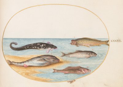 Prancha 36: Cinco peixes, incluindo carpas(?) de Joris Hoefnagel