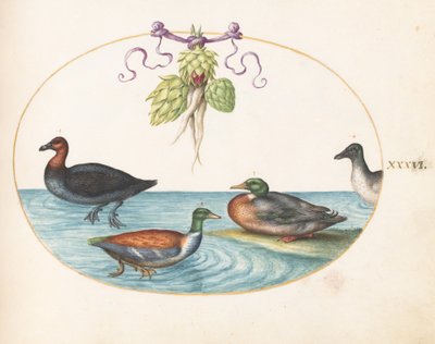 Gravura 36: Merganser-de-peito-vermelho, pá e duas outras aves aquáticas com alcachofras de Joris Hoefnagel