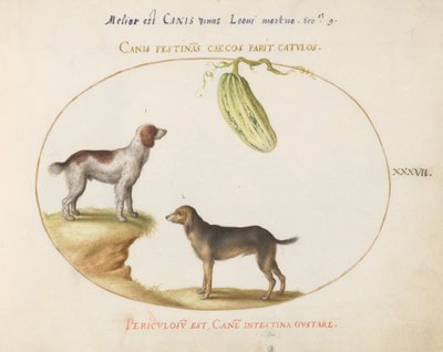 Placa 37: Dois Spaniels com uma Cabaça de Joris Hoefnagel