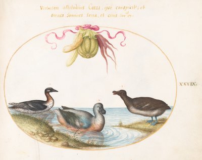 Gravura 39: Três Aves Aquáticas, Uma com Pés Azuis, Sob uma Guirlanda de Produtos de Joris Hoefnagel