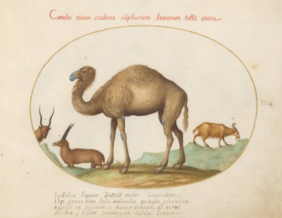 Placa 3: Camelo, Ibex e Cabra de Joris Hoefnagel