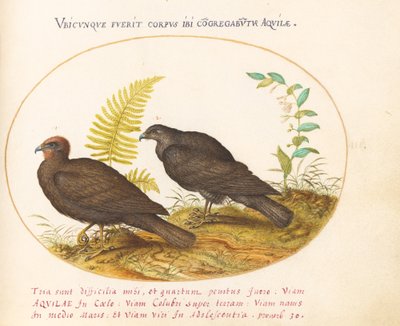 Placa 3: Dois Falcões de Joris Hoefnagel