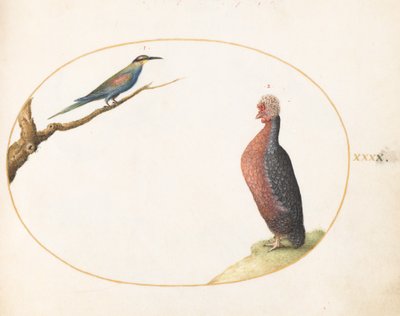 Prato 40: Abelharuco Europeu e Frango Exótico de Joris Hoefnagel
