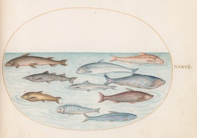 Placa 41: Peixe branco(?) e outros peixes de Joris Hoefnagel