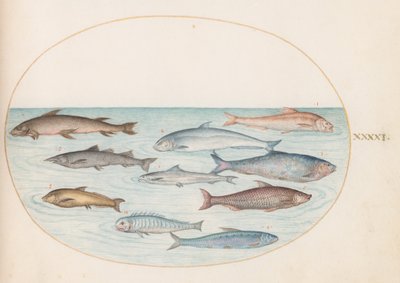 Prancha 41: Coregonídeos(?) e outros peixes de Joris Hoefnagel