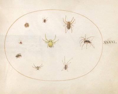 Placa 41: Aranha Amarela Cercada por Oito Aranhas de Joris Hoefnagel