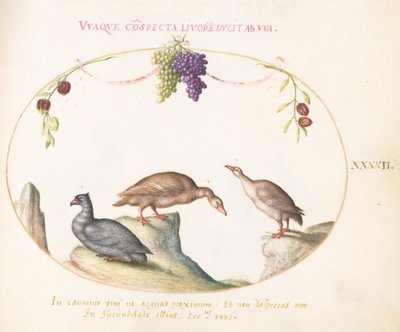 Ilustração 42: Dois Gansos Cinzentos com um Terceiro Pássaro e Uvas Penduradas de Joris Hoefnagel