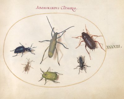 Ilustração 43: Um Chifre Longo Cinzento de Flor Dourada(?), Besouro Tansy(?), Barata, Inseto-Folha e Outros Insetos de Joris Hoefnagel