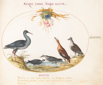 Gravura 43: Maçaricos e outros pássaros da costa admirando uma guirlanda de flores de Joris Hoefnagel