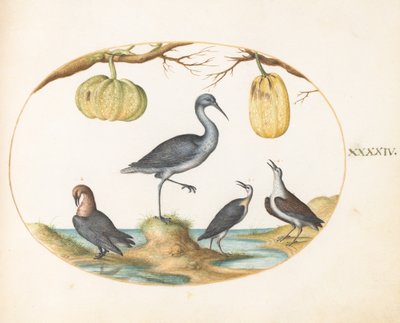 Placa 44: Godwit(?) e maçaricos com duas cabaças de Joris Hoefnagel