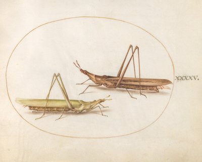 Prancha 45: Dois gafanhotos de cabeça longa (?) de Joris Hoefnagel
