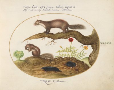 Placa 46: Stone Martin, Chimpmunk e Moles com calêndula e alface de Joris Hoefnagel