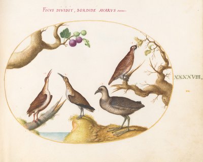 Prancha 48: Tetraz, frango-d