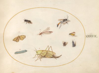 Ilustração 49: Um gafanhoto, uma lagarta, uma borboleta, uma mariposa e outros insetos de Joris Hoefnagel