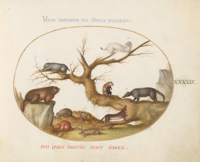 Placa 49: Marmota, Hamsters, Rato, Rato do Campo, Megera e um Quatimundi de Joris Hoefnagel