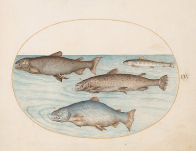 Prancha 4: Quatro salmões de Joris Hoefnagel
