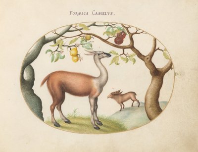 Placa 4: Lhama e Alce de Joris Hoefnagel