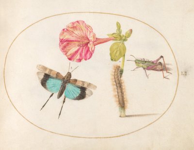 Ilustração 51: Gafanhotos e uma lagarta com uma flor das quatro horas de Joris Hoefnagel