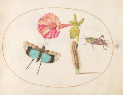 Prancha 51: Gafanhotos e uma lagarta com uma flor de boas-noites de Joris Hoefnagel