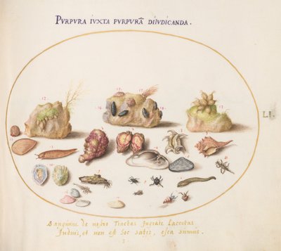 Prancha 51: moluscos múrice, conchas, caranguejos-eremitas, uma lesma, insectos e outra vida marinha de Joris Hoefnagel