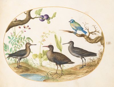 Prancha 52: Chapim-azul com três aves pernaltas e uma figueira de Joris Hoefnagel