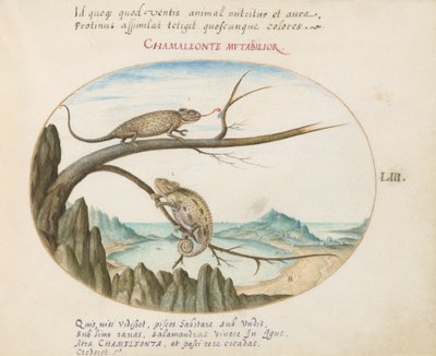 Ilustração 53: Dois Camaleões acima de San Sebastián, Espanha de Joris Hoefnagel