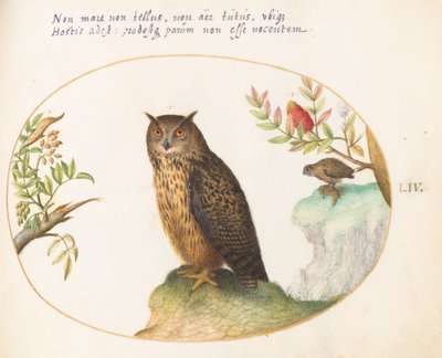 Ilustração 54: Uma coruja, com um segundo à distância comendo um coelho de Joris Hoefnagel